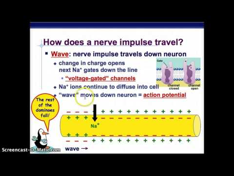 AP Biology Nervous System Part 1