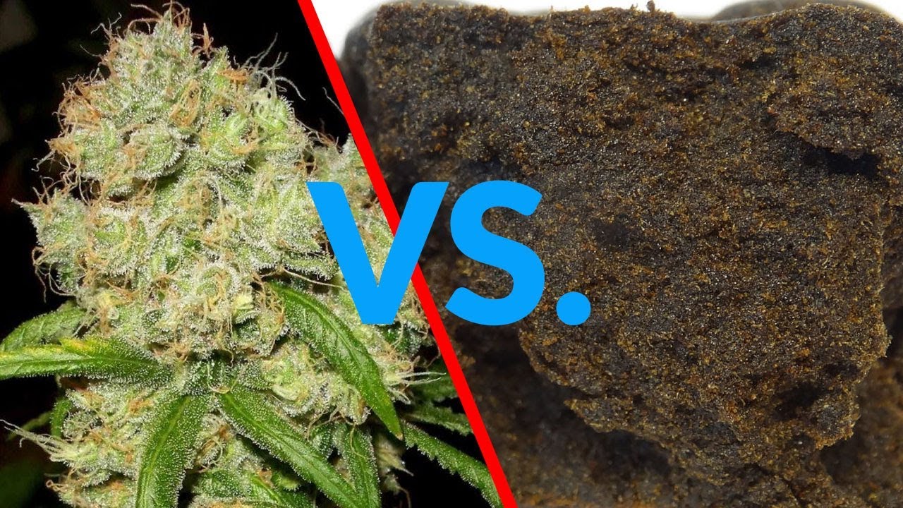 Entendiendo las drogas: Diferencias entre marihuana y hachís