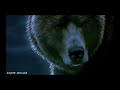 Bear Attack Scene Into The Grizzly Maze 2016