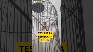 Download lagu TES SUARA TEMBAKAN KONIN GACOR #kicaumania mp3 Download lagu TES SUARA TEMBAKAN KONIN GACOR #kicaumania mp3