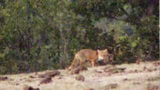 preview picture of video 'El paseo del zorro desde silla hide en Martiago Salamanca'