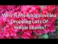 Why Is My Bougainvillea Dropping Lots Of Yellow Leaves?