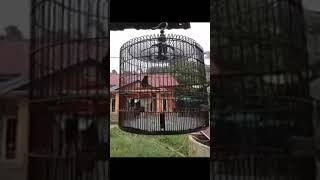 Download lagu 30 detik saja! murai batu pasti ikut gacor mp3