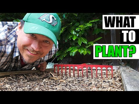 Harvesting Your Garlic The Definitive Guide For Beginners