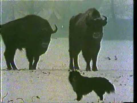 OPSTANAK - Bitka za bizonsku šumu 2. deo