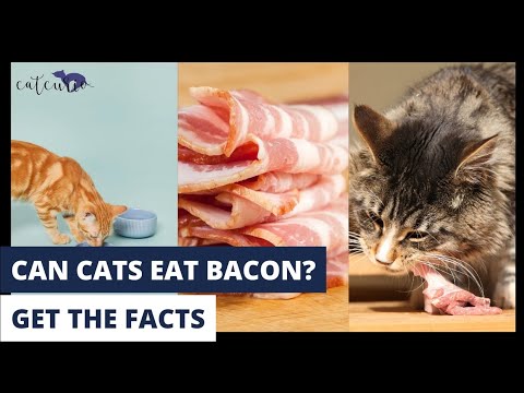 Cat Bacon