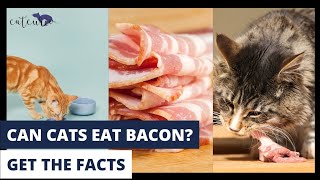 Can Cats Eat Bacon | Here's All You Need to Know | Safe Foods for Cats | Feline Health Tips