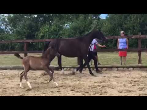 Stutfohlen von Millenium u.d. Elitestute Grace Note v. Alter Fritz