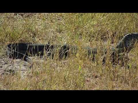 Djuma: Water Monitor Lizard on the prowl - 14:02 - 07/02/19