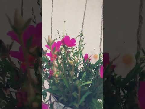 #portulacaflower