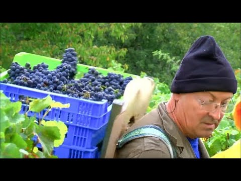 Les Grands Vins Français | Bourgogne : Côte de Beaune