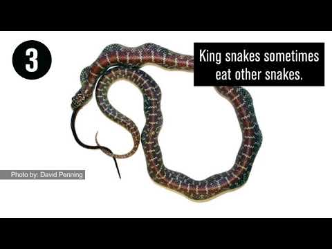 Snake Kills Bigger Snakes With World's Most Powerful Squeeze