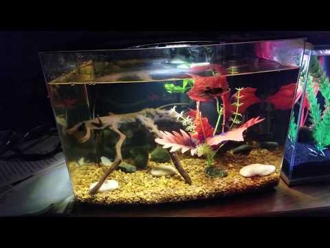 Potential koi betta breeding project?