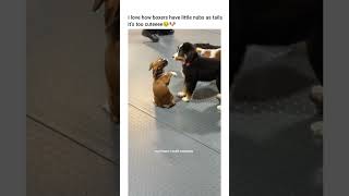 Just puppies being puppies 🥹🥹 #dog #funny #petshub #pets #dogshorts #dogvideo