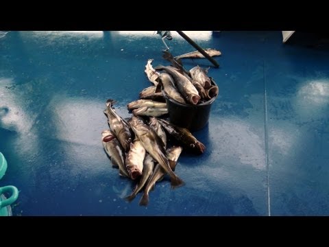 MS "Anna Sirkka" - Dorschangeln auf der Ostsee - September 2012