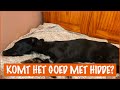 Heeft Hidde echt zijn staart gebroken? | DierenpraatTV