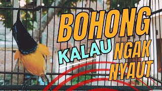 Download lagu SOGON GACOR NGLEPER, SANGAT EFEKTIF UNTUK TERAPI SOGON BAHAN DAN OMBYOKAN mp3