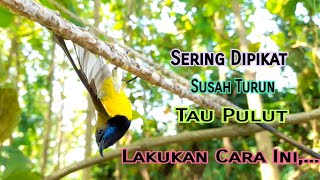 Download lagu Trik Jitu Pikat Sogon Yang Sering Di pikat/Susah Turun mp3