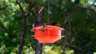 The Humm-Bug Hummingbird Protein Feeder