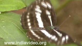 Common Sailor or Neptis hylas 