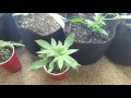Closet grow (week 3) Closet grow (week 3)