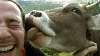 Best Funny Cows