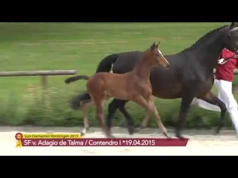 KN 01 SF v. Adagio de Talma - Contendro I