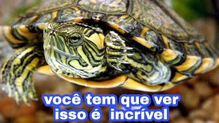 TARTARUGAS lindas demais