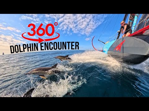360° Dolphin Encounter with Team Malizia!