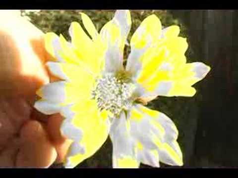 "Colorful" By Rocco DeLuca and The Burden