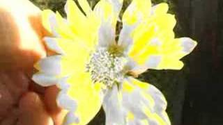 &quot;Colorful&quot; By Rocco DeLuca and The Burden