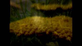 Nothingness - New Music - Good Old Daze