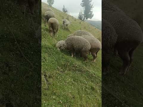 #ecuador #music #2025 #travel #colta #fypシ #chimborazo #niños #musica #borregos