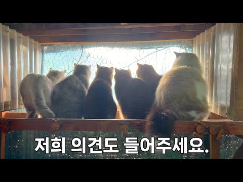 좋아하는 건, 고양이들에게도 공유하고 싶은 할머니의 마음