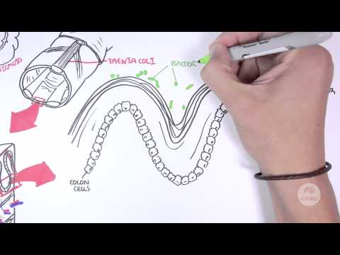 DNA Methylation and Development