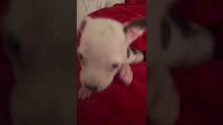 Video preview image #1 Chihuahua-Unknown Mix Puppy For Sale in Holly Springs, NC, USA