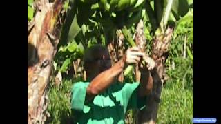 preview picture of video 'Bananas in Puerto Armuelles Panama'