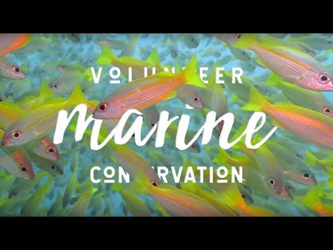 Volunteer Marine Conversation in Madagascar with MRCI