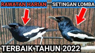 Download lagu GREAT NEWS!!!! DAILY CARE FOR KACER BIRDS AND COMPETITION SETTINGS FOR KACER BIRDS mp3 Download lagu GREAT NEWS!!!! DAILY CARE FOR KACER BIRDS AND COMPETITION SETTINGS FOR KACER BIRDS mp3