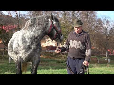 Armasarul lui Ion de la Bazna, Sibiu 2019 Nou!!!