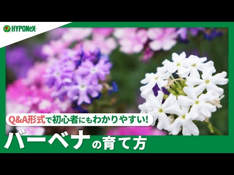 ヒソップ、ミツバチ、バーベナ 植物
