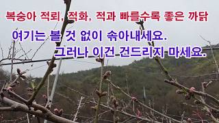 복숭아 적뢰, 적화, 적과... 빠를 수록 좋은 까닭. 여기에는 볼 것 없이 솎아내세요. 그러나 이건 건드리…