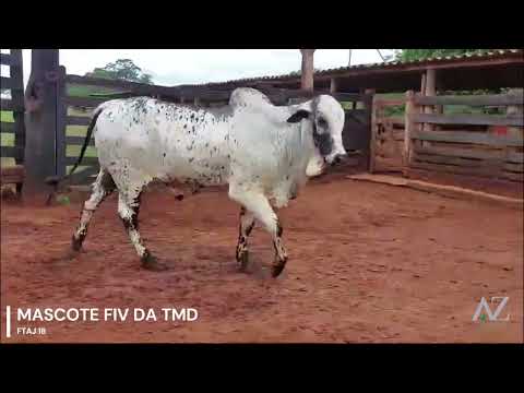 NELORE PINTADO - MASCOTE FIV DA TMD - FTAJ 18 - Nasc. 24/11/2023