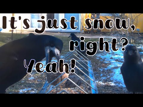 Snowy Garden Feast: A Busy Day at the Feeders!