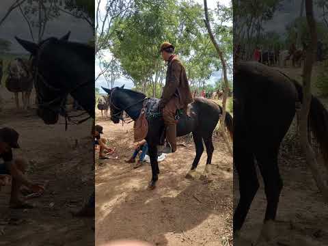 Vaqueiro de Vaquejada