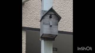 シジュウガラ子育て中。2025年5月30日