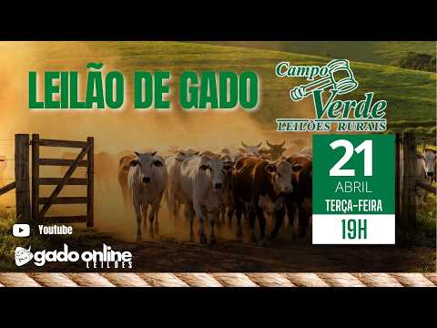 🌟LEILÃO DE GADO CAMPO VERDE LEILÕES -  IGARATINGA/MG🎥