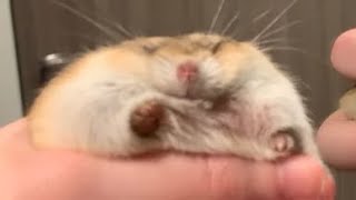 Cover art for MAD HAMTER