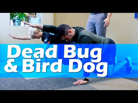 THY - Dead Bug and Bird Dog.