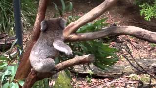 preview picture of video 'Koalas at Healesville Sanctuary'